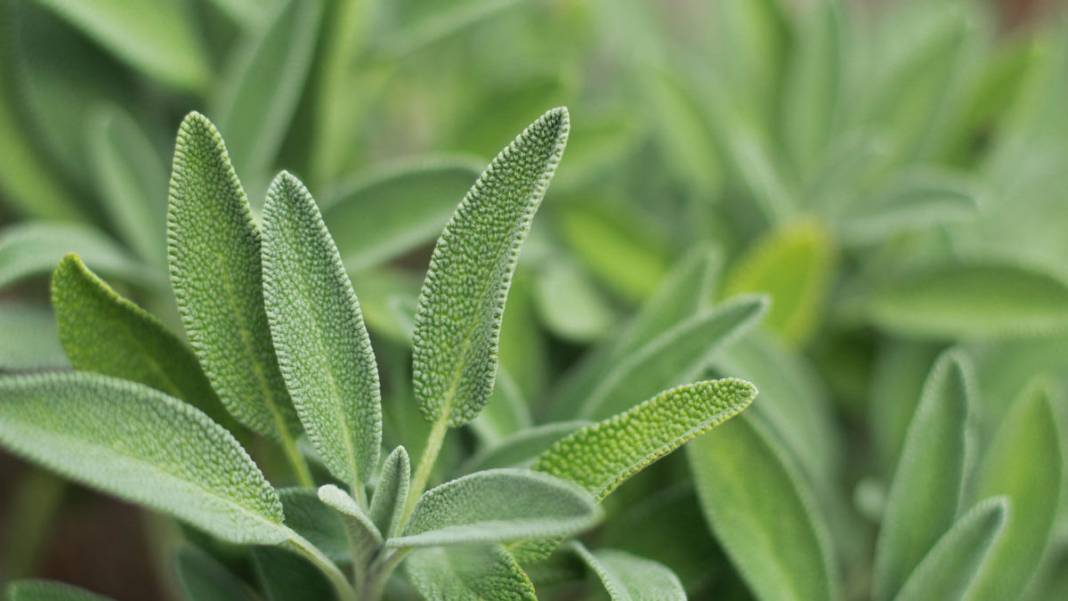 Arılar üzerinize akın edebilir! Bu bitkilerin ne kolonyasını kullanın ne parfümünü, işte arıları  üzerinize çeken o kokular 2